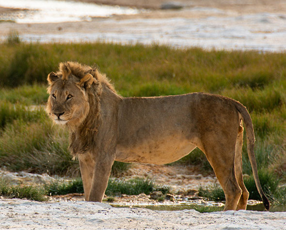 Namibia-organised-self-drive-holidays-safari-Rates