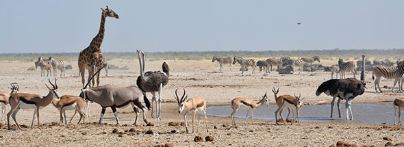 Explore-Namibia-organised-self-drive-holidays-safari-Rates-04