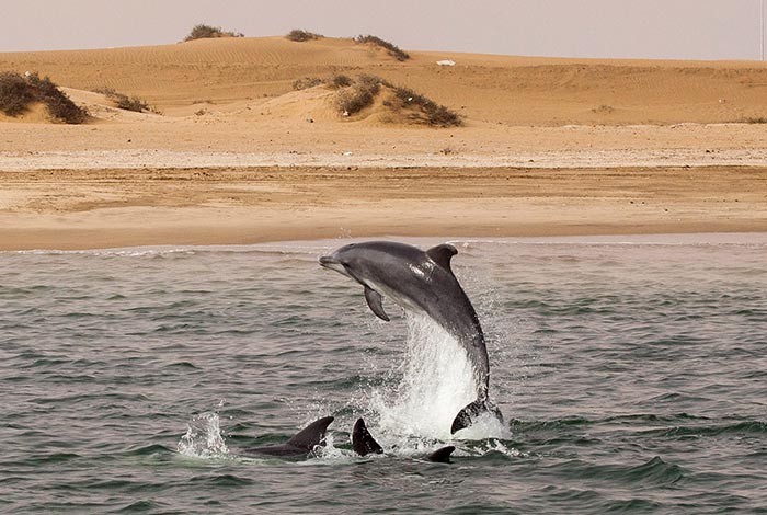 Namibia-Private-Guided-Safari-Tours-Boat-Safari-dolphins