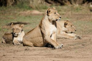 Safari Trip For Seven Guests Plus Driver In Spacious “stretched ...