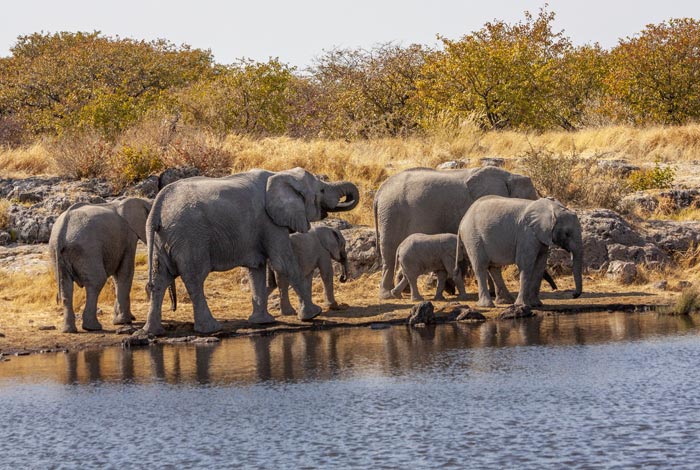 Namibië-Prive-safari-rondreis-met-gids-en-chauffeur-Etosha-National-Park-01