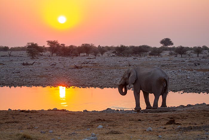 Namibia-Private-Guided-Safari-Tours-In-Convoy-ETOSHA-National-Park-elephant-at-waterhole