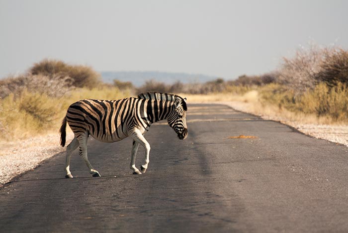 Namibië-Prive-begeleide-safari-in-konvooi-In-Convoy-damaraland-03