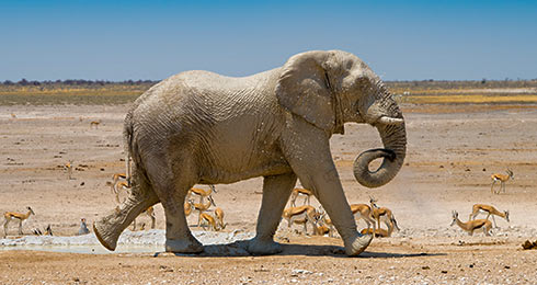 Namibia-self-drive-safari-All-Itineraries-route-all-round