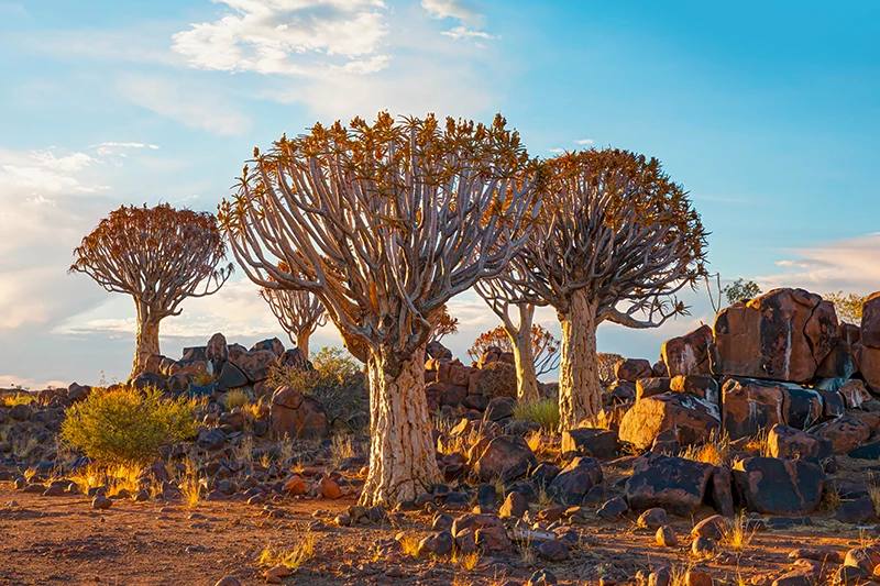 Guided Namibia Photography Tour South-Quiver Tree Forest