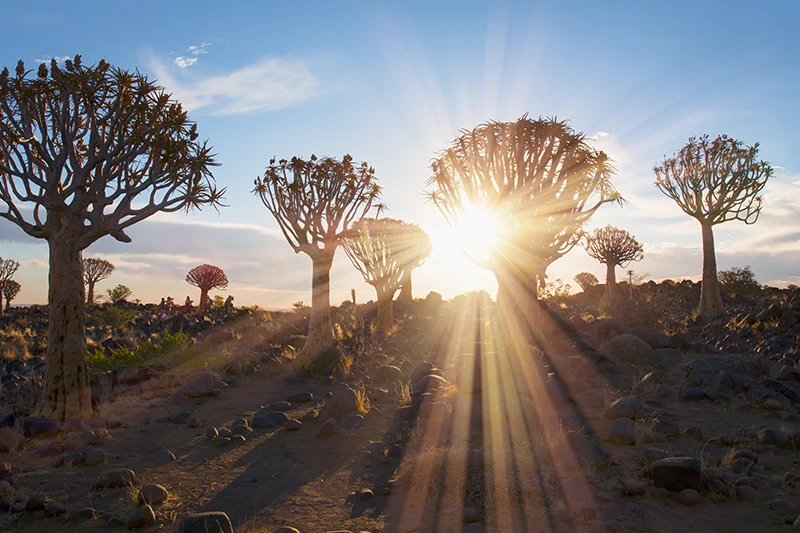 Guided Namibia Photography Tour South-Quiver Tree Forest