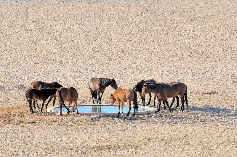 Guided Namibia Photography Tour South-wild horses of the Namib