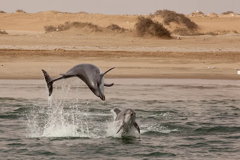 Namibia-Self-Drive-Safari-Tours-Route-Combi-Botswana-Atlantic-Coast-dolphins