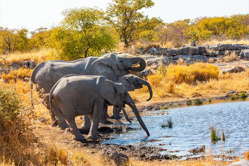 Namibia-Self-Drive-Safari-Tours-Route-Combi-Botswana-Etosha-National-Park