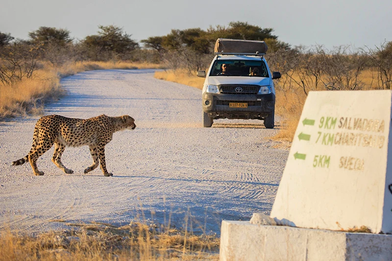 Namibia-Self-Drive-Safari-Tours-Route-Highlights-Etosha-National-Park