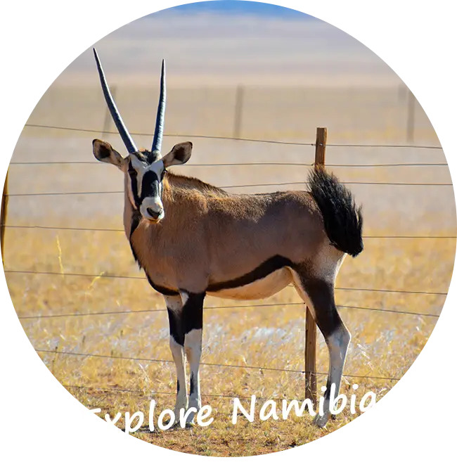 Namibia-Self-Drive-Safari-Contact-Explore-Namibia