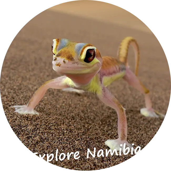 Namibia-Self-Drive-Safari-Client-Feedback-Reviews-Explore-Namibia