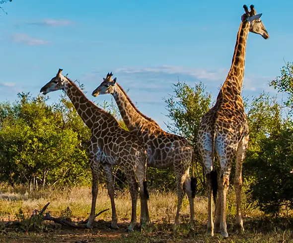 Namibia-Self-Drive-Safari-Add-on-North-Culture