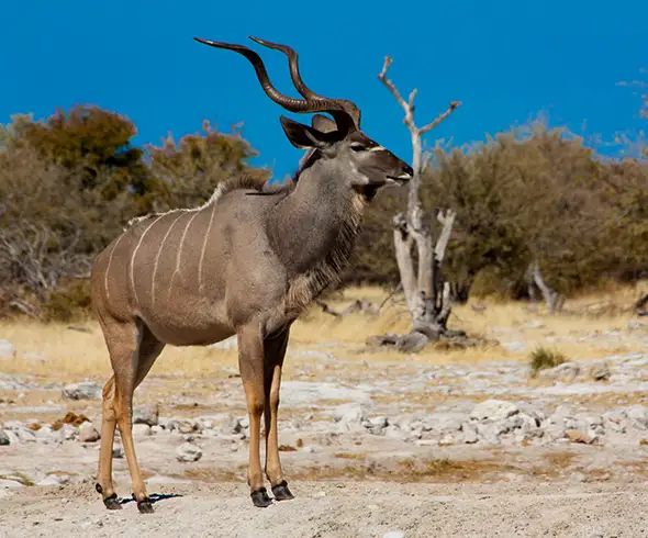 Namibia-Self-Drive-Safari-Add-on-South