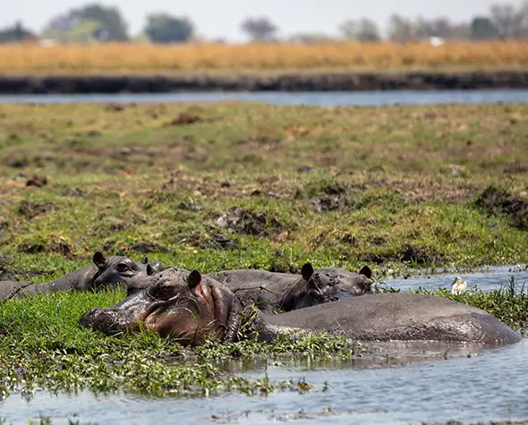 Namibia-Self-Drive-Safari-Add-on-Victoria-Falls-Chobe