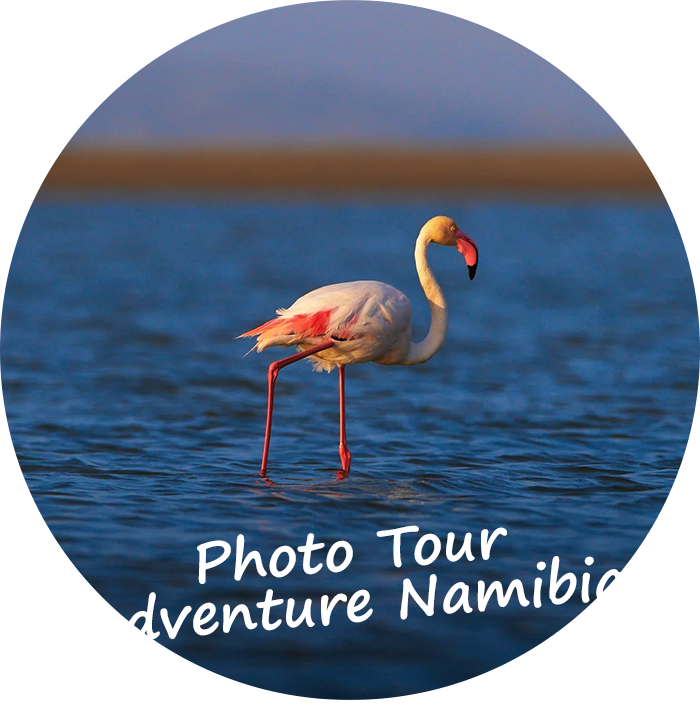 The Great White Pelican Walvis Bay Namibia